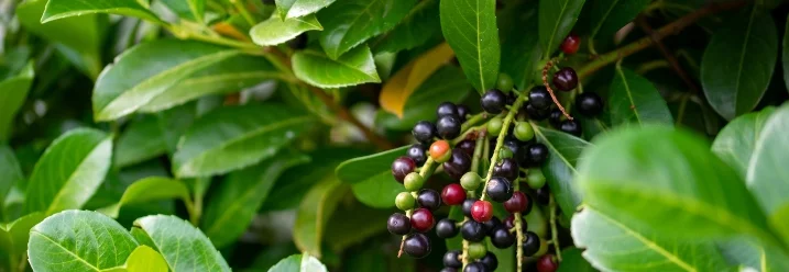 Kirschlorbeer mit schwarzen Beeren